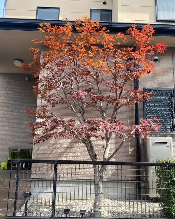 画像246
