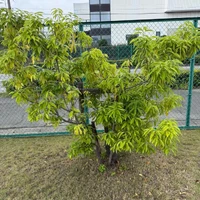 画像257