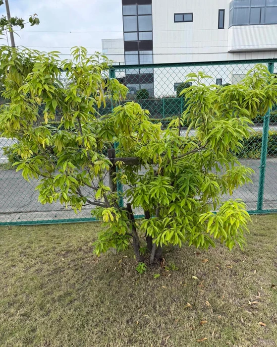 画像257