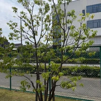 画像259