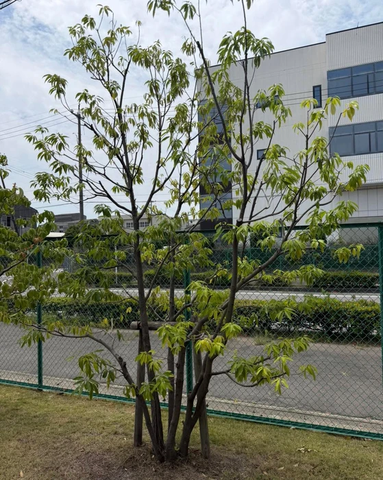 画像259