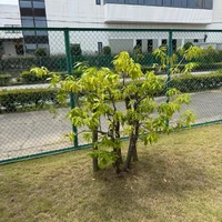 画像260