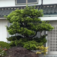 画像262