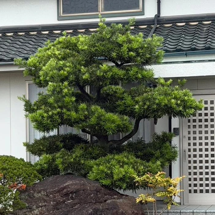 画像262