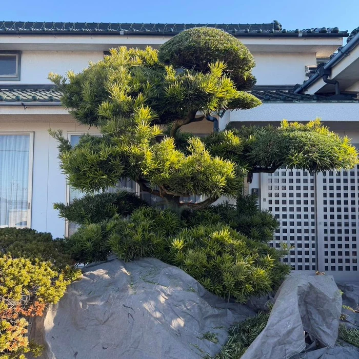 画像263