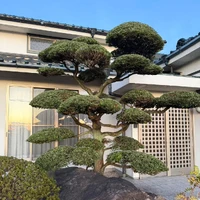 画像266