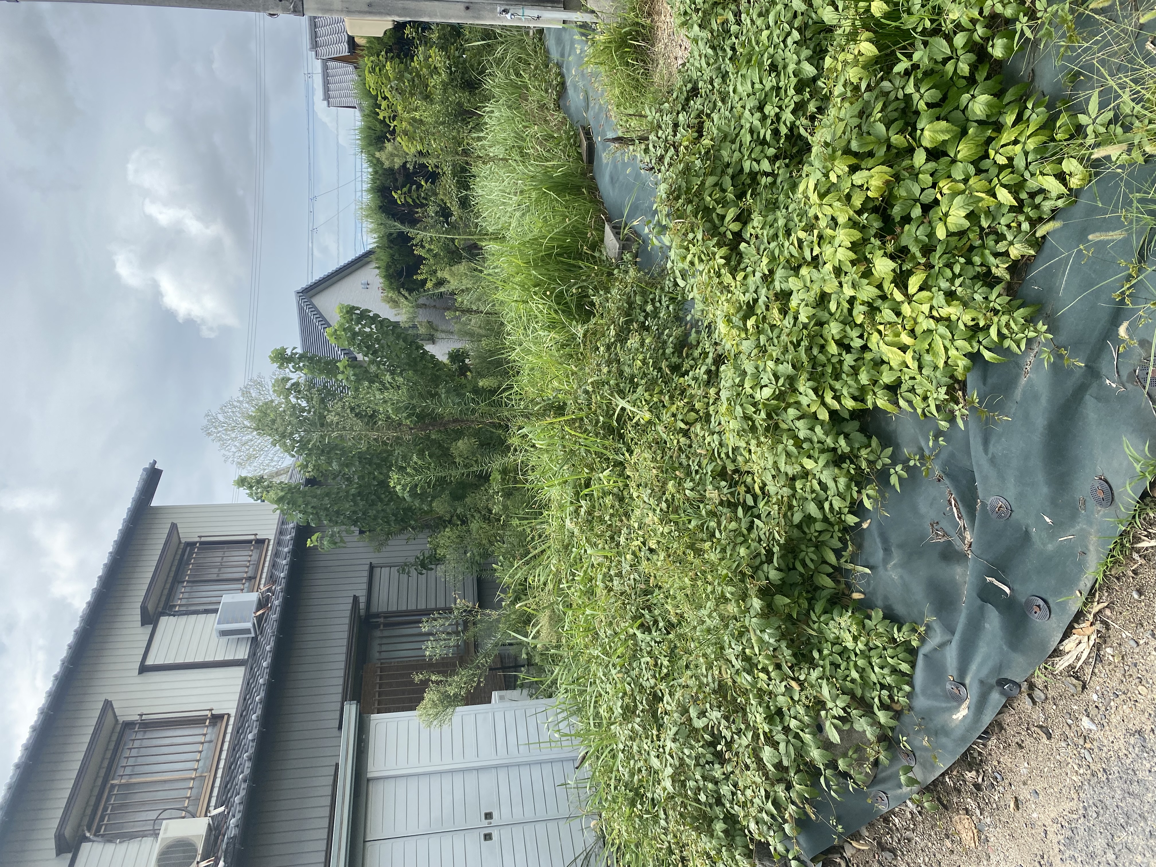 人工芝と砂利のコスト比較